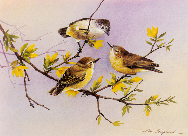 [Flowerchild scan] Eric Shepherd - 2002 Australian Birds Calendar - Thornbill; DISPLAY FULL IMAGE.