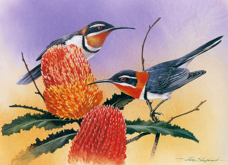 [Flowerchild scan] Eric Shepherd - 2002 Australian Birds Calendar - Western Spinebill; DISPLAY FULL IMAGE.