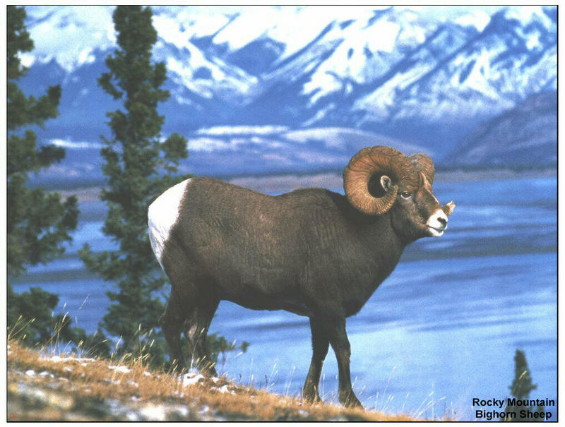 [GrayCreek MM Calendar] Rocky Mountain Bighorn Sheep; DISPLAY FULL IMAGE.