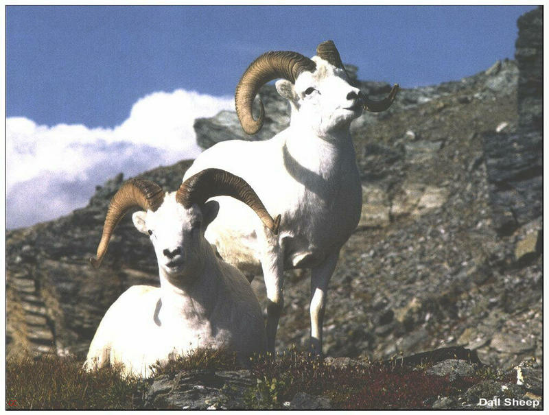 [GrayCreek MM Calendar] Dall Sheep; DISPLAY FULL IMAGE.