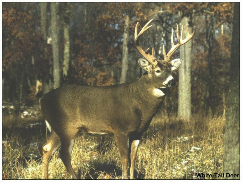 [GrayCreek MM Calendar] White-tail Deer; DISPLAY FULL IMAGE.
