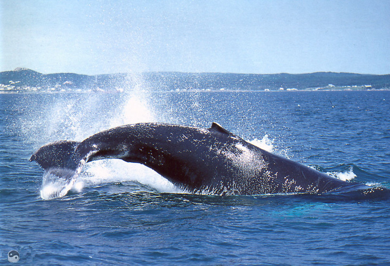 [Wrath Wildlife Calendar] Whale In Newfoundland; DISPLAY FULL IMAGE.