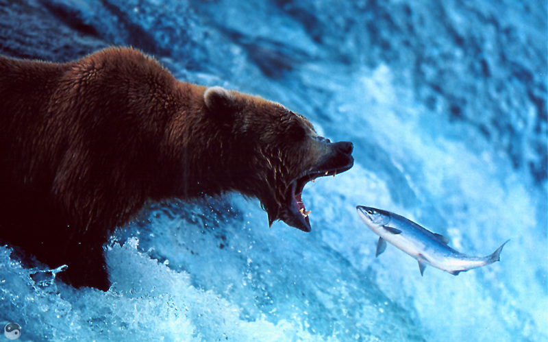 [Wrath Wildlife Calendar] Brown Bear Catching Salmon, Brooks Falls, Alaska; DISPLAY FULL IMAGE.