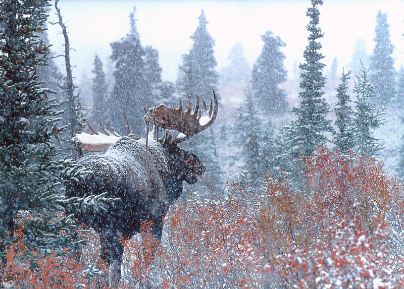 [Wrath Wildlife Calendar] Bull Moose, Kluane National Park Reserve, Yukon; DISPLAY FULL IMAGE.