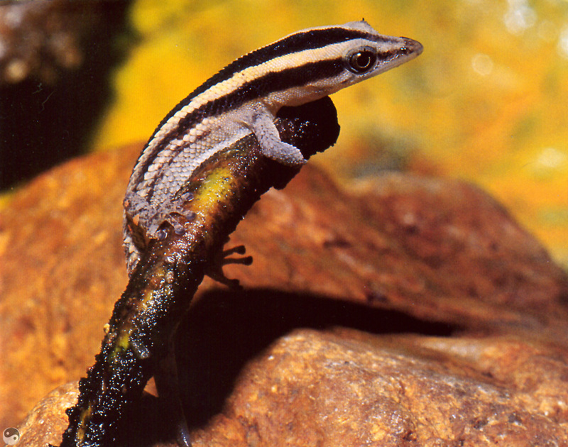 [Wrath Wildlife Calendar] Cochran's Dwarf Gecko, Los Haitises National Park; DISPLAY FULL IMAGE.