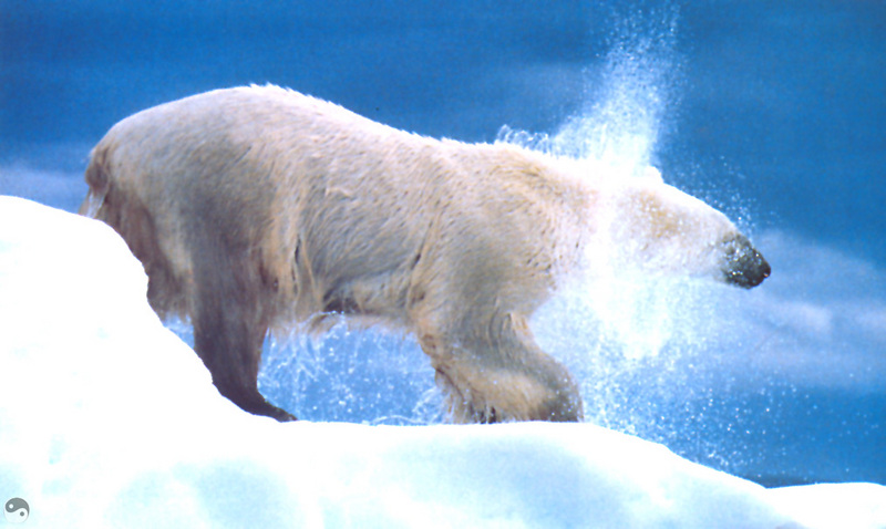 [Wrath Wildlife Calendar] Polar Bear, Alaska; DISPLAY FULL IMAGE.