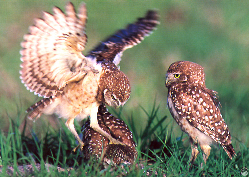 [Wrath Wildlife Calendar] Burrowing Owl family, Saskatchewan; DISPLAY FULL IMAGE.