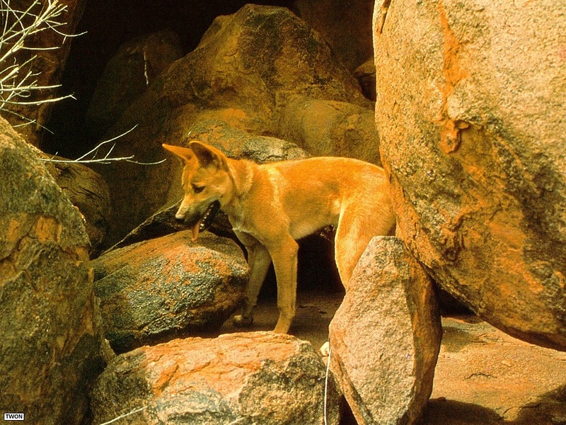 [TWON scan Nature (Animals)] Dingo; DISPLAY FULL IMAGE.