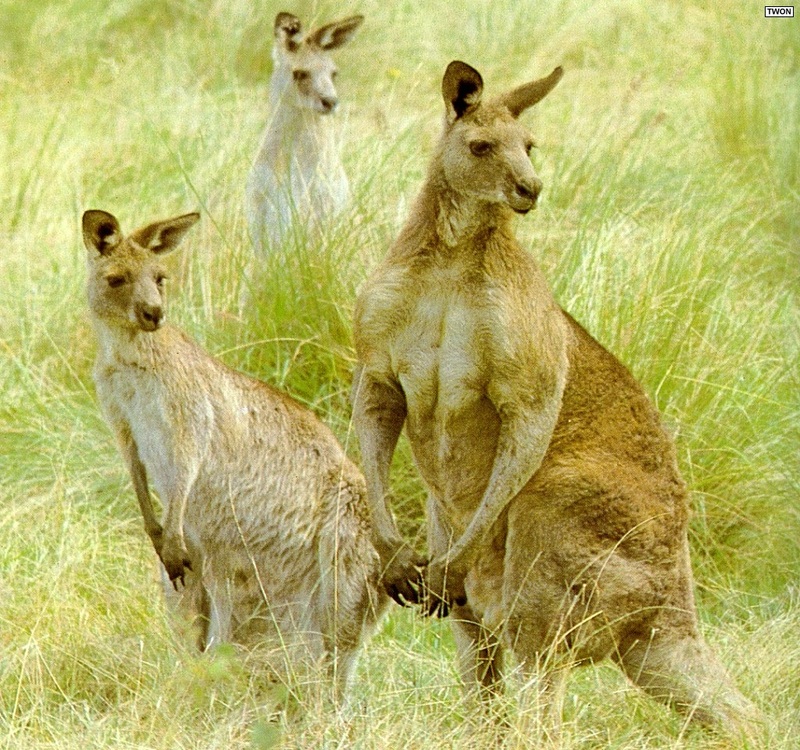[TWON scan Nature (Animals)] Eastern Grey Kangaroo - Eastern gray kangaroo (Macropus giganteus); DISPLAY FULL IMAGE.