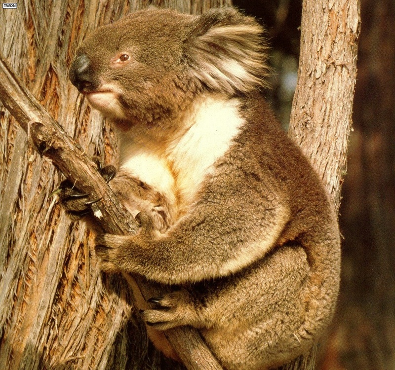 [TWON scan Nature (Animals)] Koala; DISPLAY FULL IMAGE.
