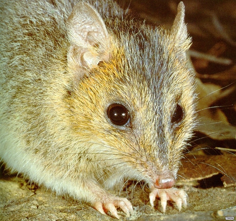 [TWON scan Nature (Animals)] Red-cheeked Dunnart; DISPLAY FULL IMAGE.