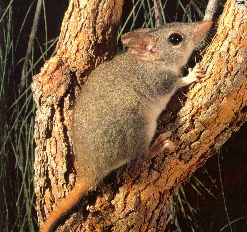 [TWON scan Nature (Animals)] Red-tailed Phascogale; DISPLAY FULL IMAGE.