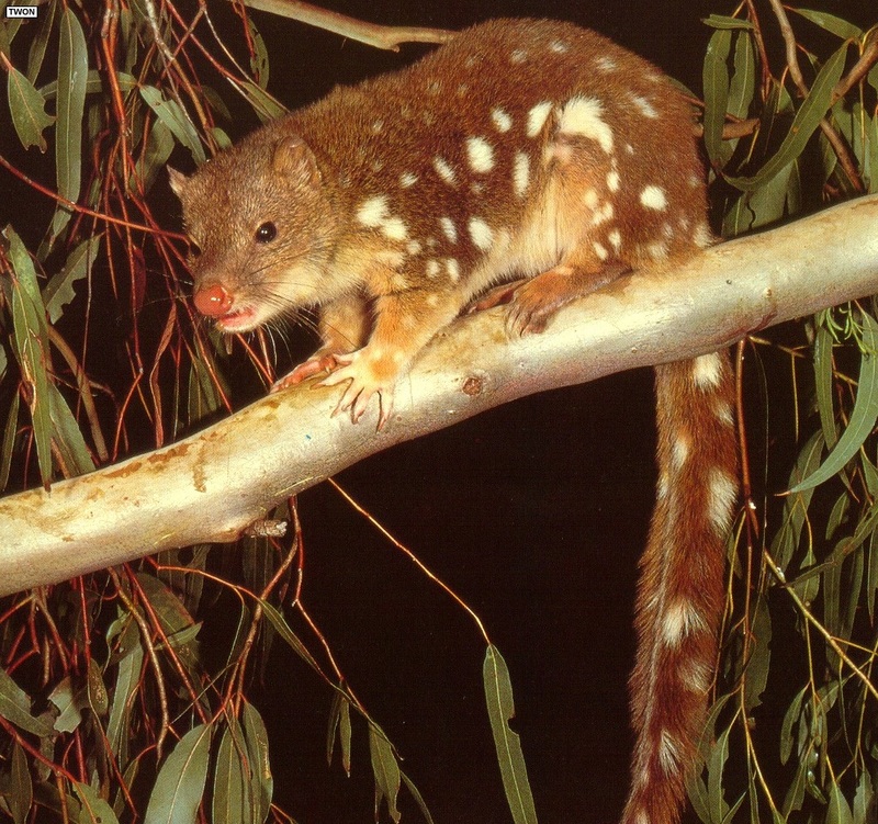 [TWON scan Nature (Animals)] Spotted-tailed Quoll; DISPLAY FULL IMAGE.