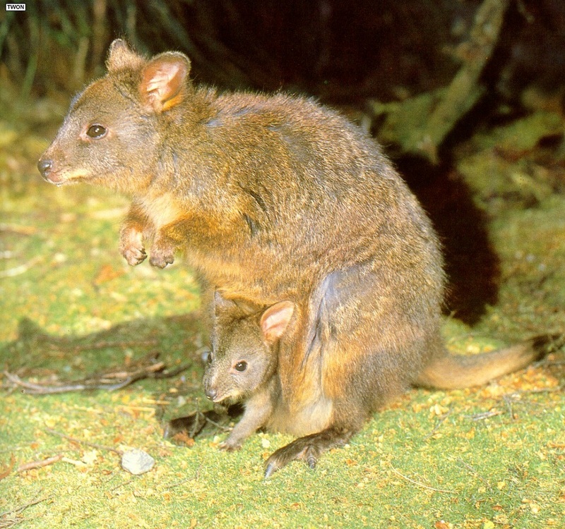 [TWON scan Nature (Animals)] Tasmanian Pademelon, Thylogale billardierii; DISPLAY FULL IMAGE.