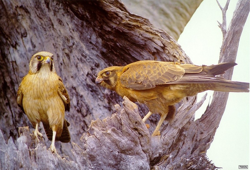 [TWON scan Nature (Animals)] Brown Falcon; DISPLAY FULL IMAGE.