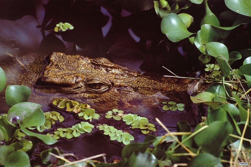 [TWON scan Nature (Animals)] Freshwater Crocodile; DISPLAY FULL IMAGE.