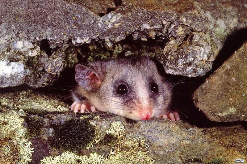 [TWON scan Nature (Animals)] Mountain Pygmy-possum; DISPLAY FULL IMAGE.