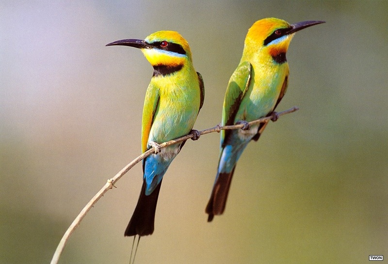 [TWON scan Nature (Animals)] Rainbow Bee-eater; DISPLAY FULL IMAGE.