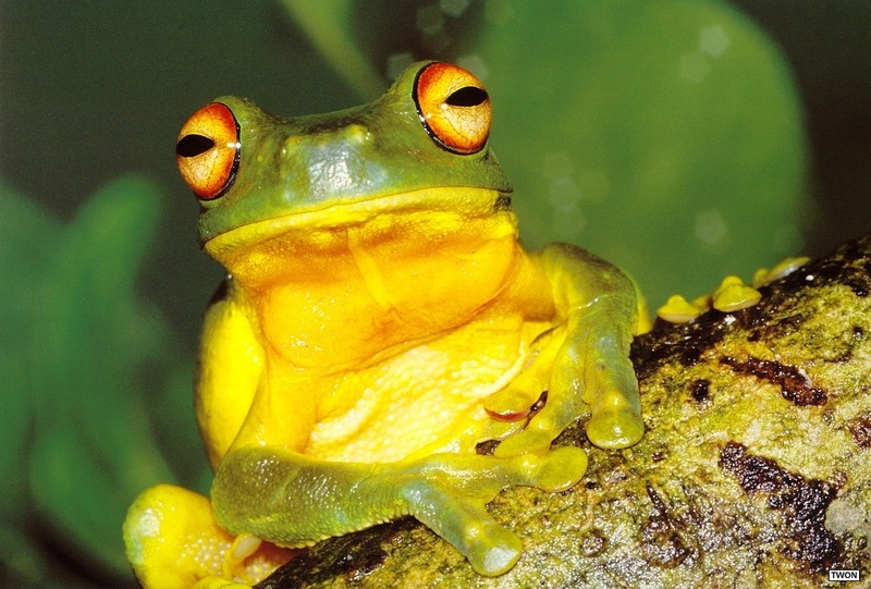 [TWON scan Nature (Animals)] Red-eyed Tree Frog; DISPLAY FULL IMAGE.