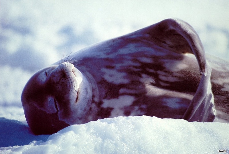 [TWON scan Nature (Animals)] Waddell Seal; DISPLAY FULL IMAGE.