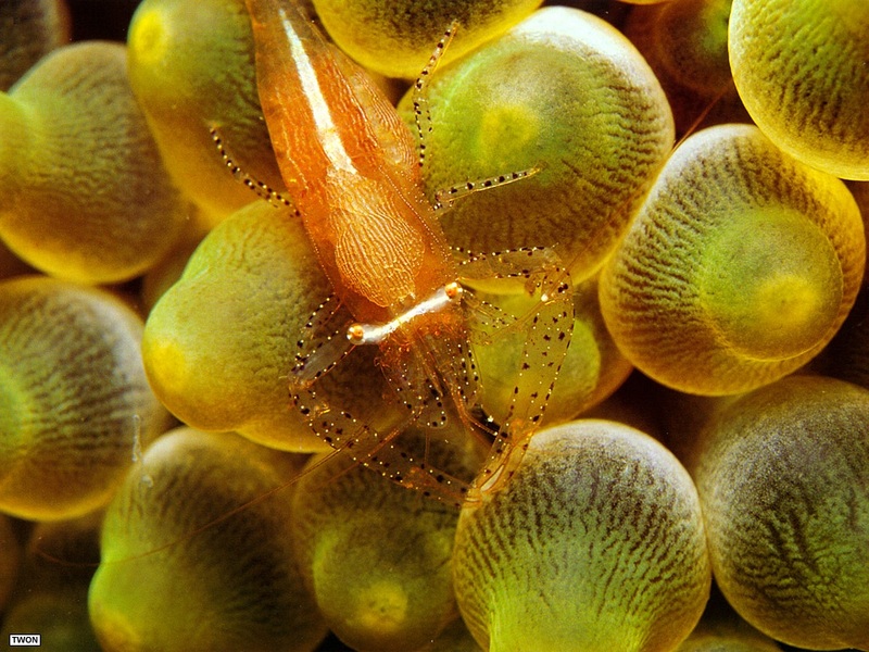 [TWON scan Nature (Animals)] Anemone Shrimp; DISPLAY FULL IMAGE.