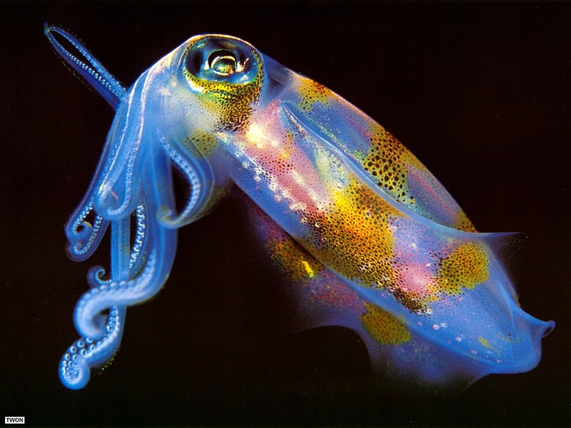 [TWON scan Nature (Animals)] Cuttlefish; DISPLAY FULL IMAGE.