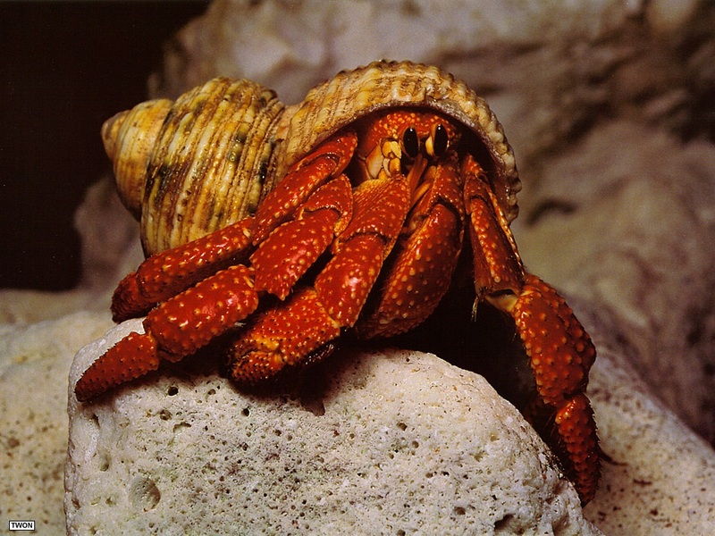 [TWON scan Nature (Animals)] Hermit Crab; DISPLAY FULL IMAGE.
