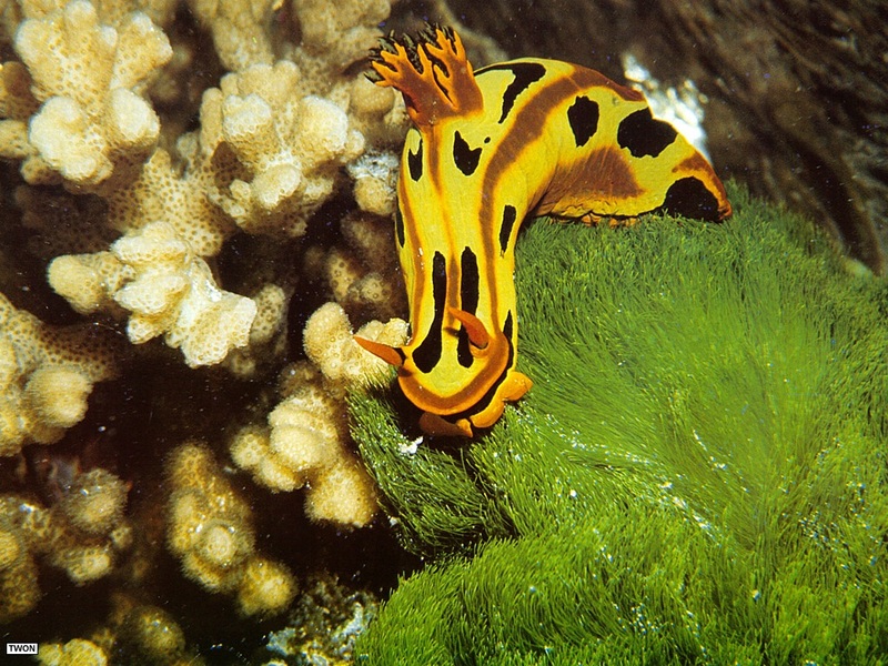 [TWON scan Nature (Animals)] Nudibranch; DISPLAY FULL IMAGE.