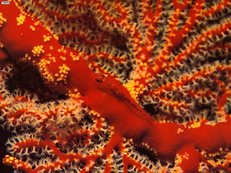 [TWON scan Nature (Animals)] Red Coral & Goby; DISPLAY FULL IMAGE.