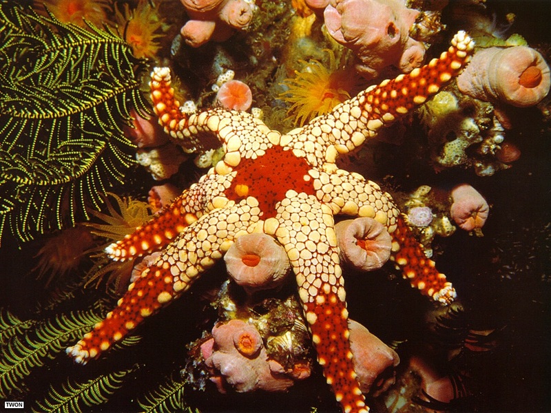 [TWON scan Nature (Animals)] Sea Star; DISPLAY FULL IMAGE.