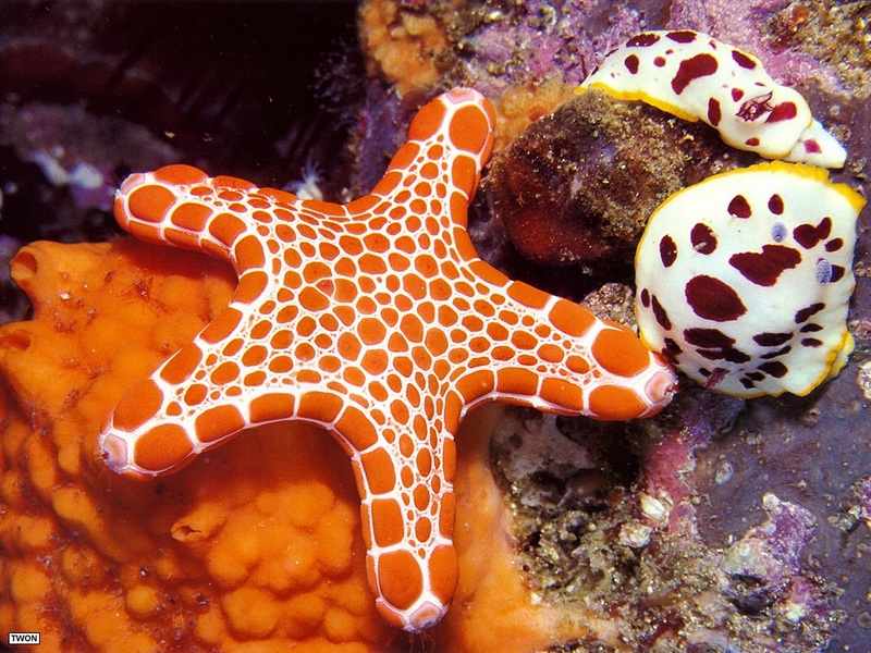 [TWON scan Nature (Animals)] Vermilion Biscuit Sea Star; DISPLAY FULL IMAGE.