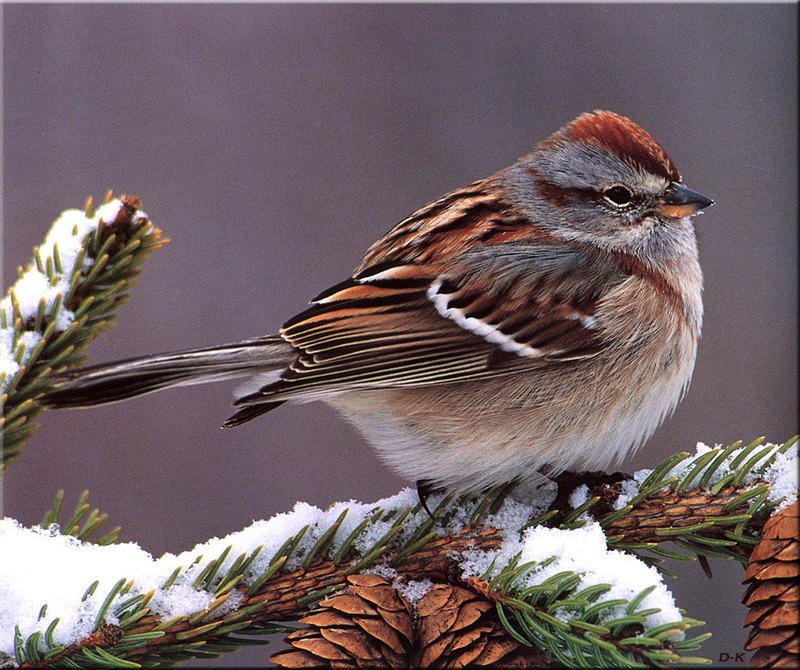[Birds of North America] American Tree Sparrow; DISPLAY FULL IMAGE.