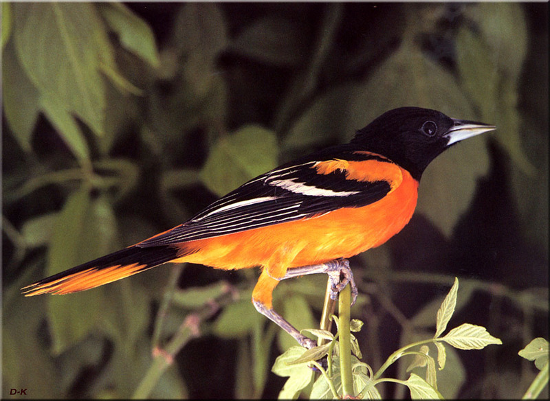 [Birds of North America] Baltimore Oriole; DISPLAY FULL IMAGE.
