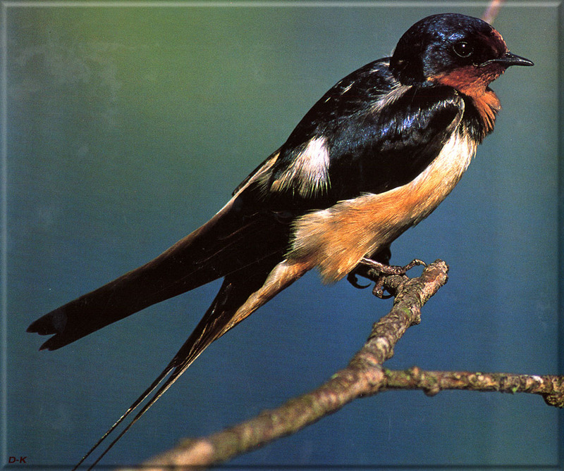 [Birds of North America] Barn Swallow; DISPLAY FULL IMAGE.