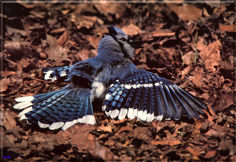 [Birds of North America] Blue Jay (Open-winged); DISPLAY FULL IMAGE.
