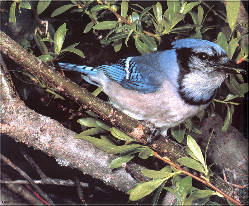 [Birds of North America] Blue Jay; DISPLAY FULL IMAGE.