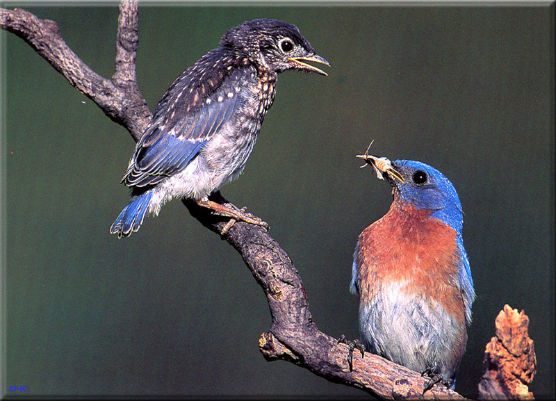 [Birds of North America] Eastern Bluebird fledging (Left); DISPLAY FULL IMAGE.