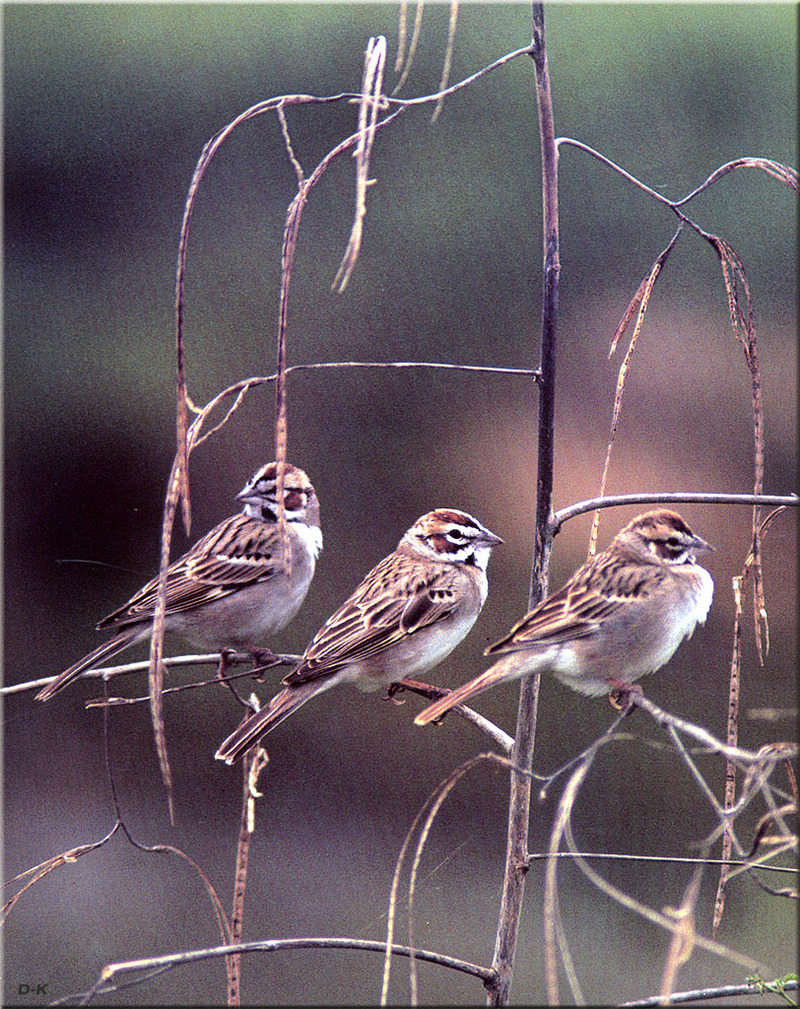 [Birds of North America] Lark Sparrow; DISPLAY FULL IMAGE.