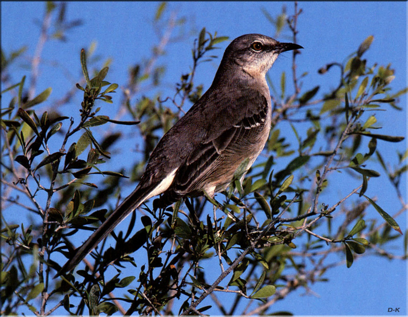 [Birds of North America] Northern Mockingbird; DISPLAY FULL IMAGE.