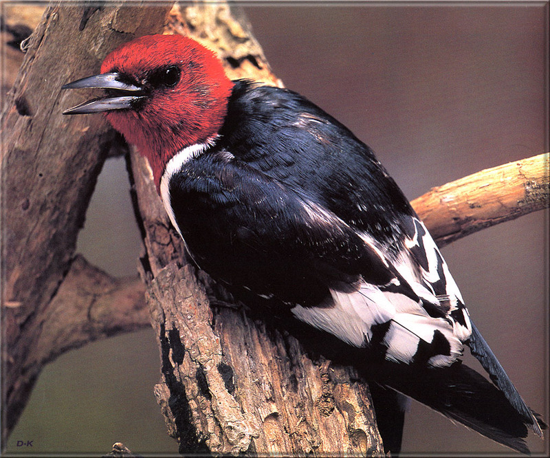 [Birds of North America] Red-Headed Woodpecker; DISPLAY FULL IMAGE.