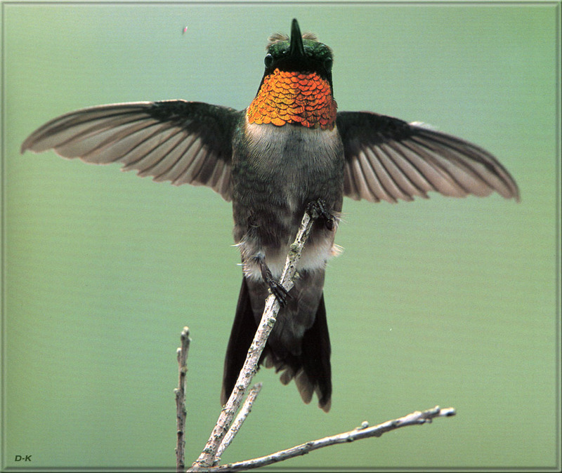 [Birds of North America] Ruby-Throated Hummingbird; DISPLAY FULL IMAGE.