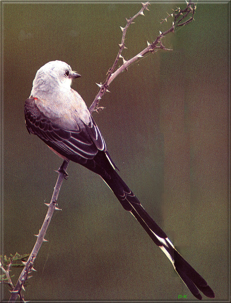 [Birds of North America] Scissor-Tailed Flycatcher; DISPLAY FULL IMAGE.
