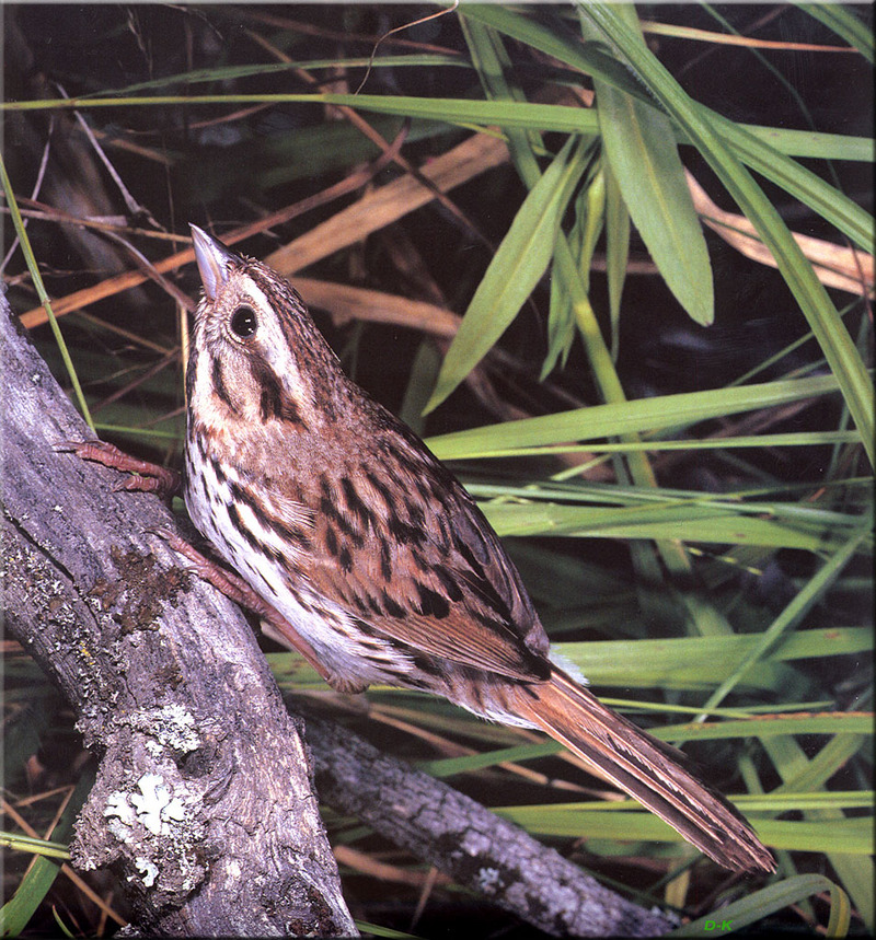 [Birds of North America] Song Sparrow; DISPLAY FULL IMAGE.