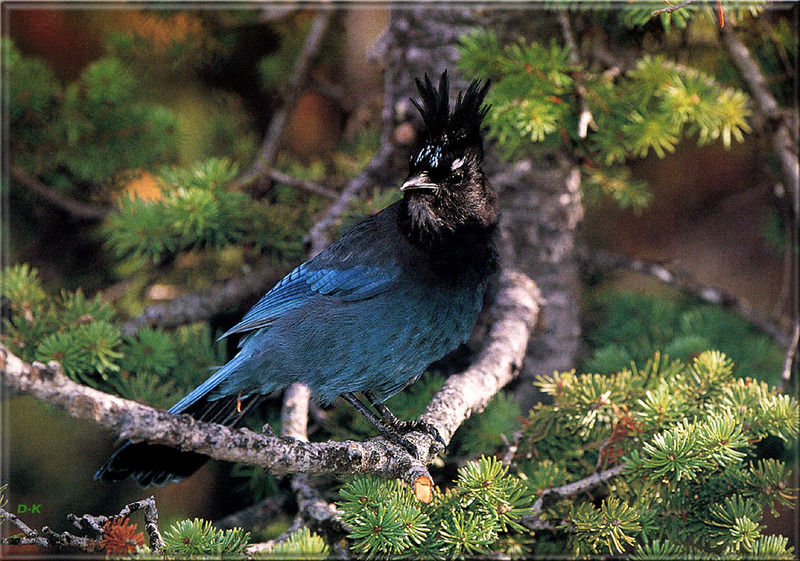 [Birds of North America] Stellar's Jay; DISPLAY FULL IMAGE.