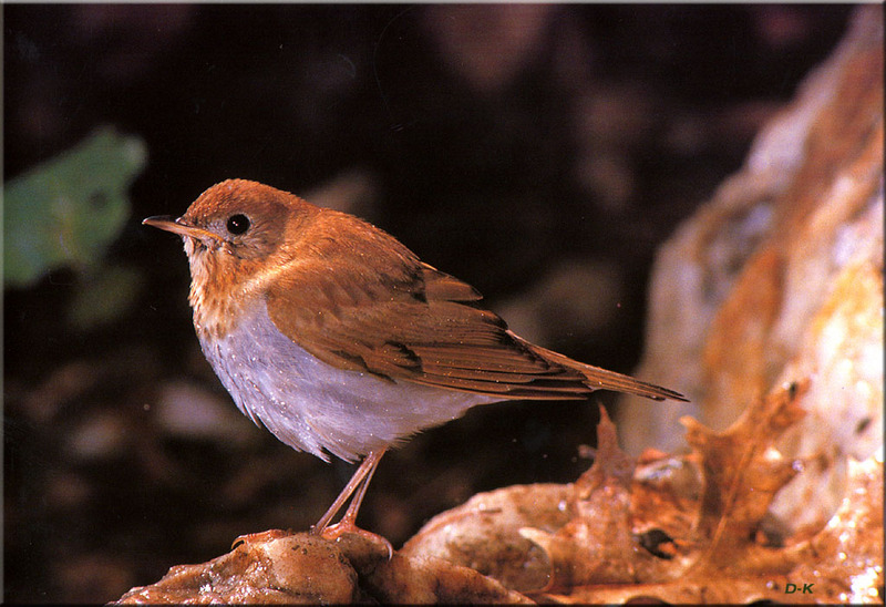 [Birds of North America] Veery Thrush; DISPLAY FULL IMAGE.