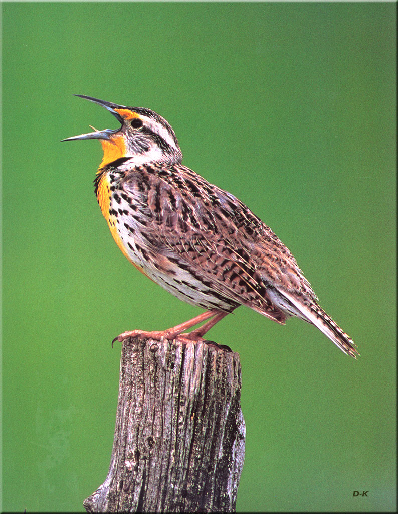 [Birds of North America] Western Meadowlark; DISPLAY FULL IMAGE.