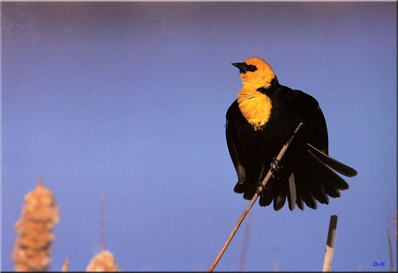 [Birds of North America] Yellow-headed Blackbird; DISPLAY FULL IMAGE.