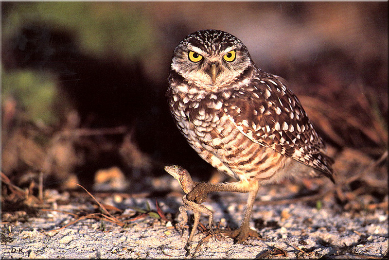 [Birds of North America] Burrowing Owl; DISPLAY FULL IMAGE.