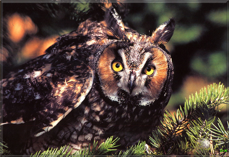[Birds of North America] Long-eared Owl; DISPLAY FULL IMAGE.