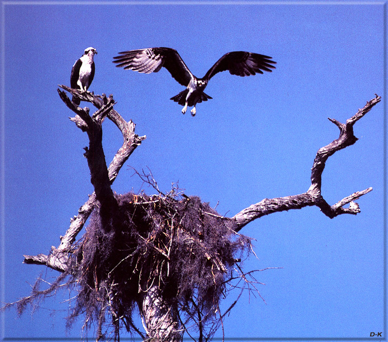[Birds of North America] Osprey; DISPLAY FULL IMAGE.